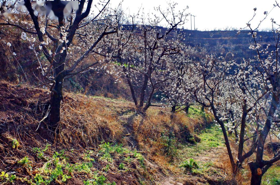 鲁甸小寨樱桃谷春暖好花开