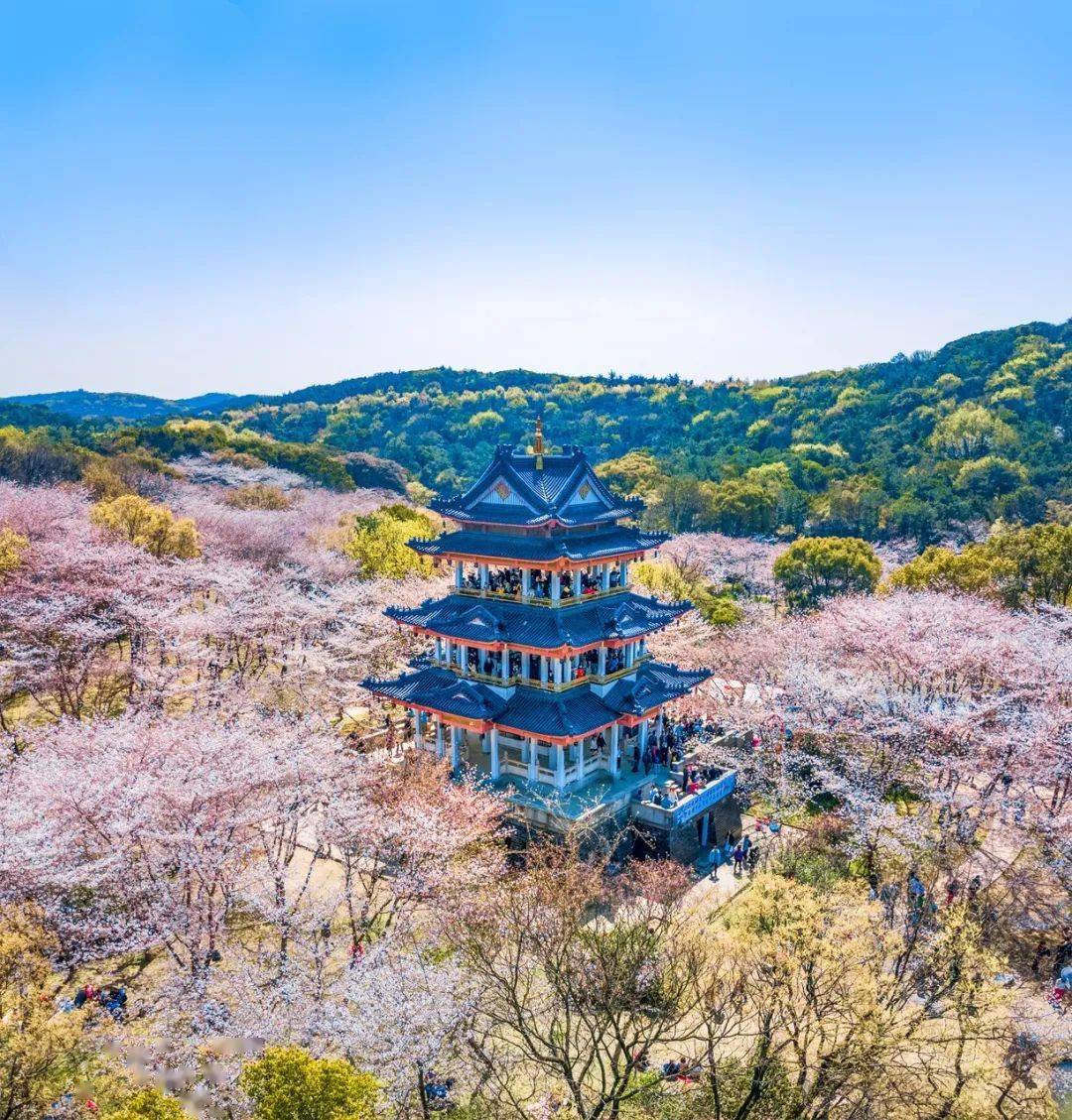 3月国内绝美赏花地推荐!美到窒息!