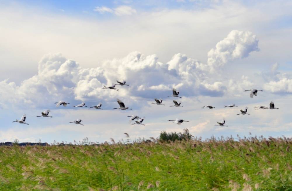 龙江何止冬季美?与君相约春夏秋_黑龙江省_旅游_扎龙