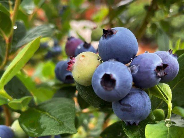 云南高原大果径蓝莓甜