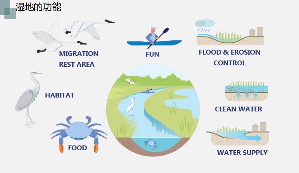 人与自然思享会第7期回顾312植树节聊聊碳汇这件事