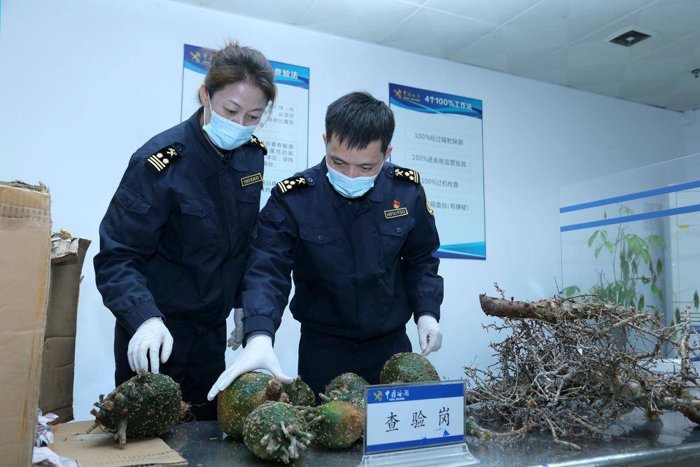 【视频】江门海关截获14件非法进境植物繁殖材料_邮件_检疫_监管