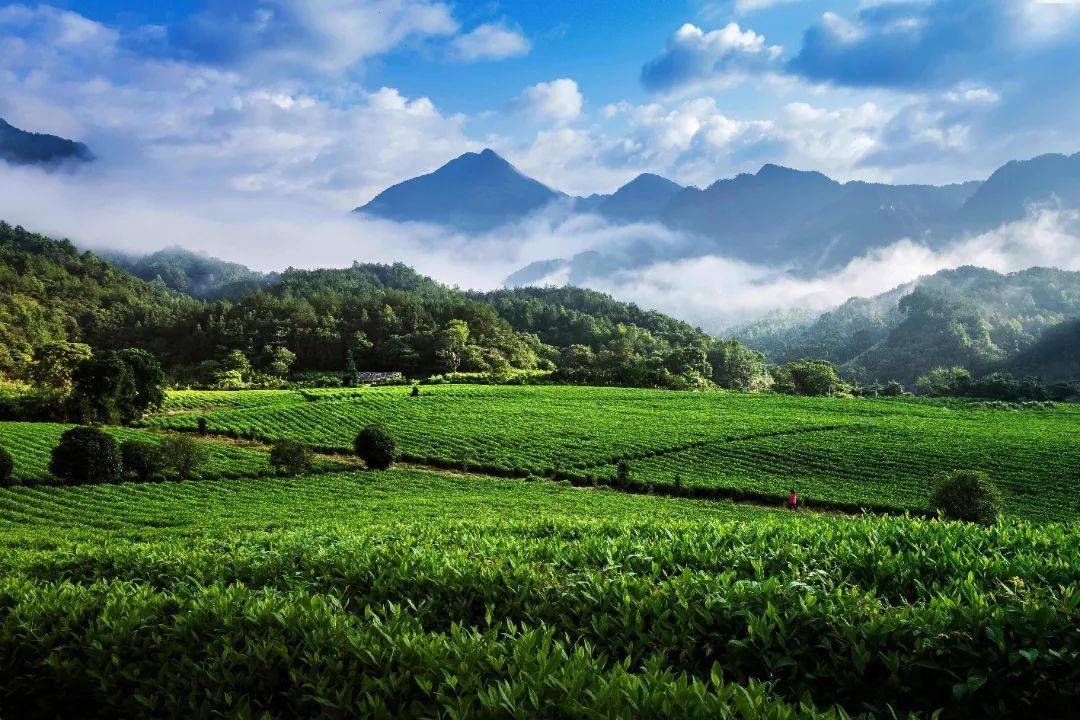 只此青绿,莫负茶园好光景