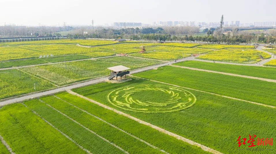 成都洛带油菜花景点图片