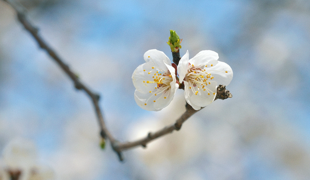 观赏杏花树图片