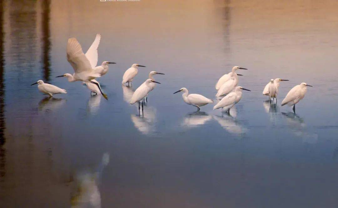 地理课程红树林固碳魔法师的绿色守护草莓是毒水果千万