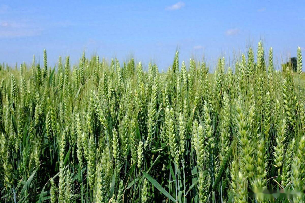 济麦60小麦品种介绍图片