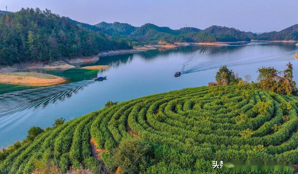 浙江杭州千岛湖上岛屿茶园绿意盎然,茶香四溢_淳安县_高低_乡村