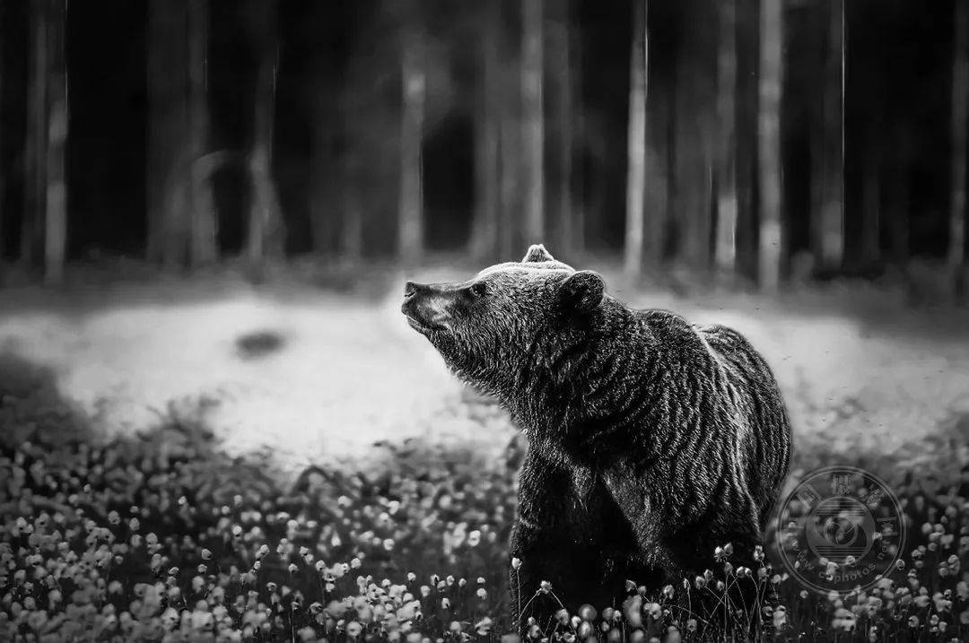 业余组2023年国际黑白摄影大奖赛野生生物类获奖作品公布上
