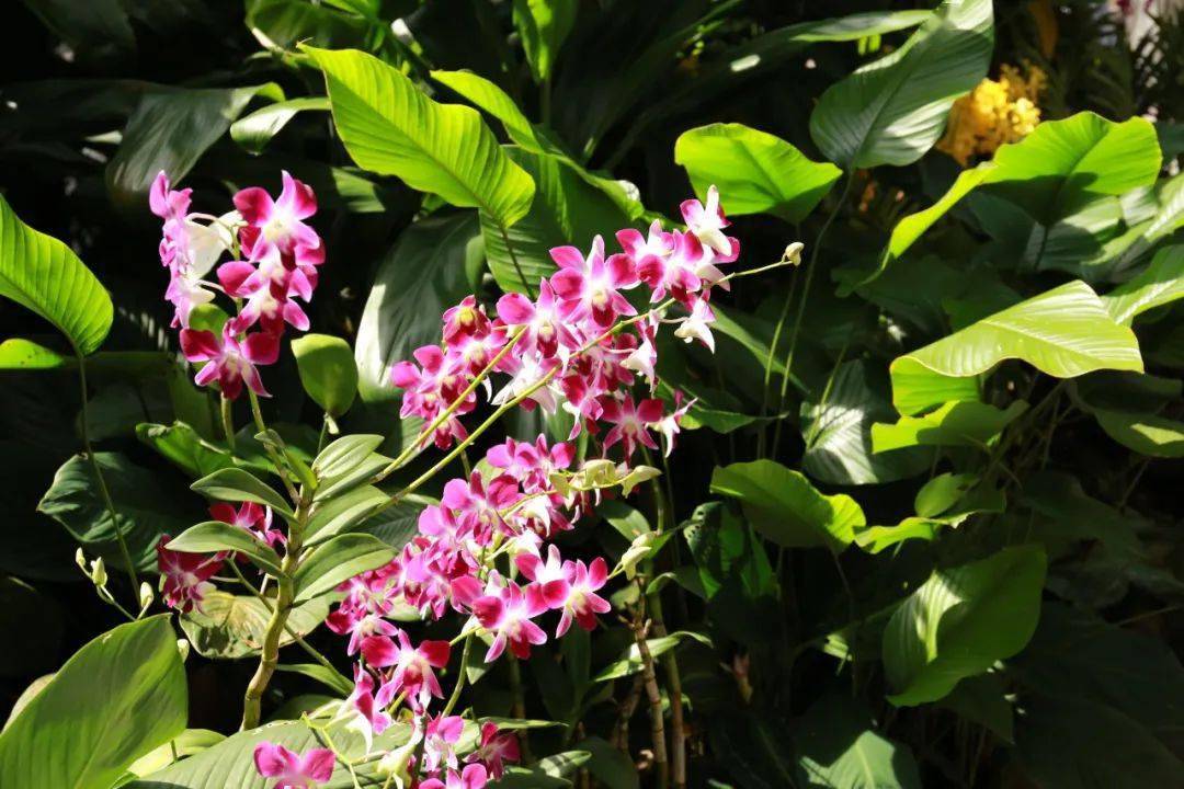 来到美轮美奂的滨海湾花园,欣赏充满了未来异世梦幻感的灯光秀,登上