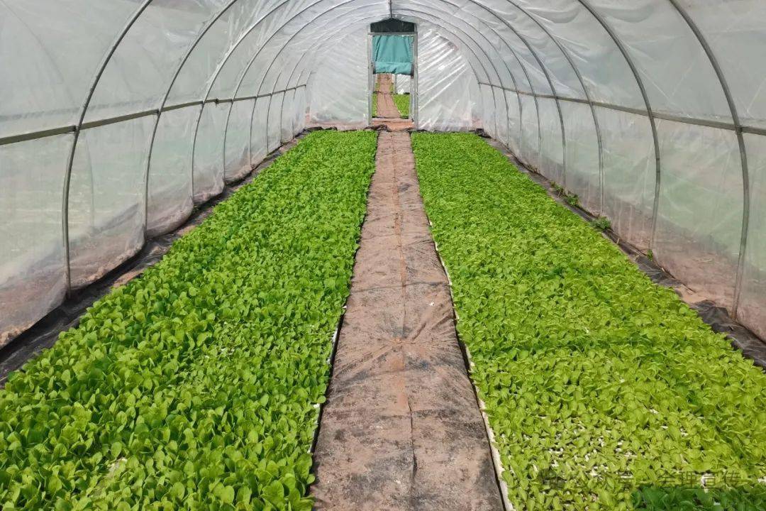 会理推进烤烟育苗预整地工作