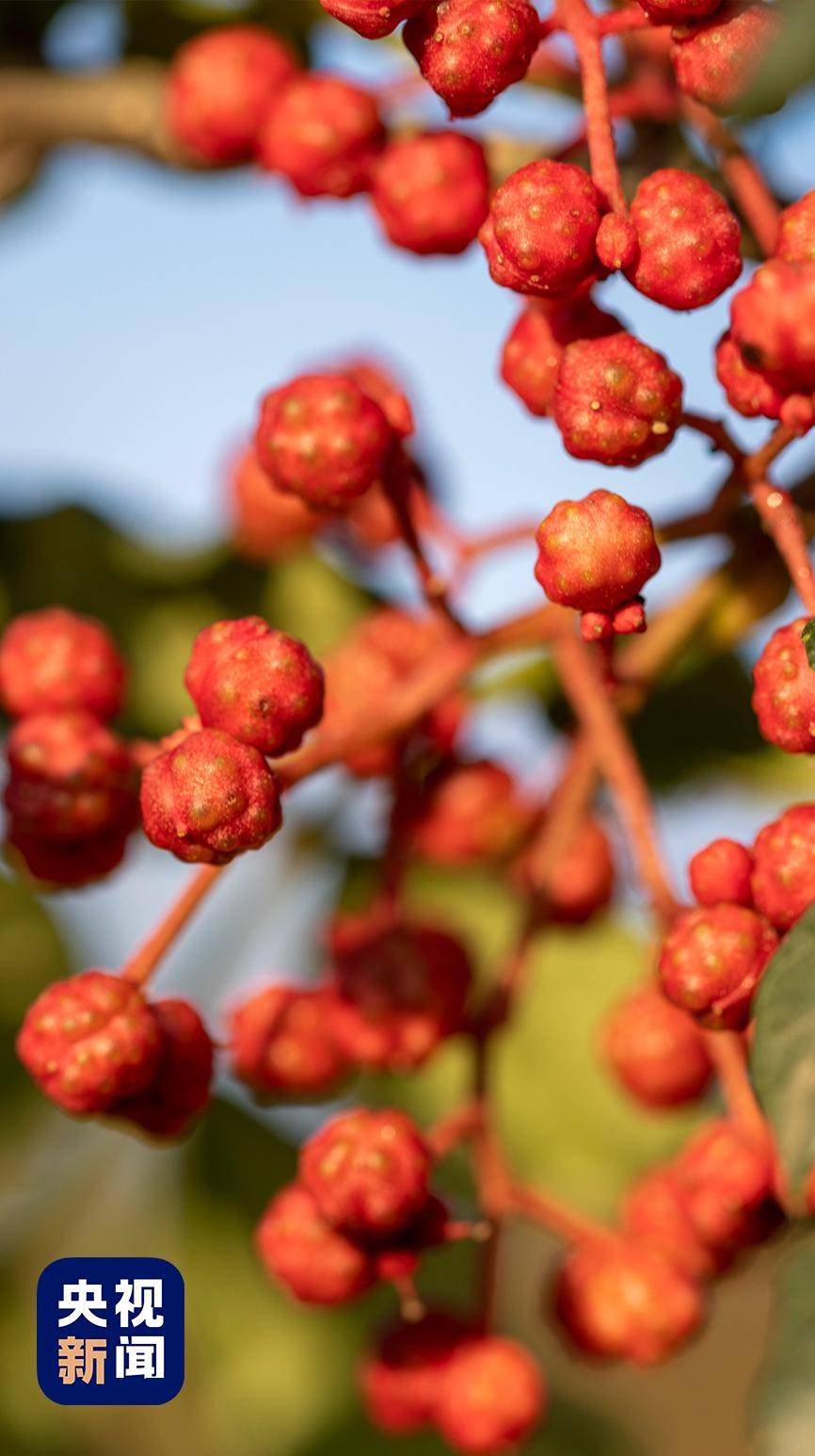 甘肃麻辣烫火了随机香拥一个没吃过的人