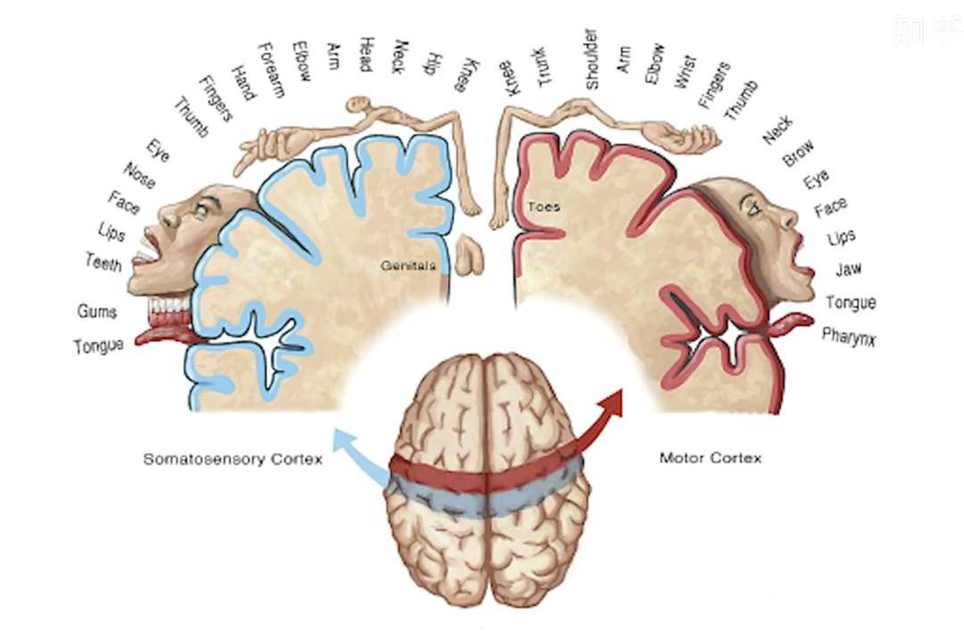 【大众科普】手脑并用知多少_运动_感觉_大脑