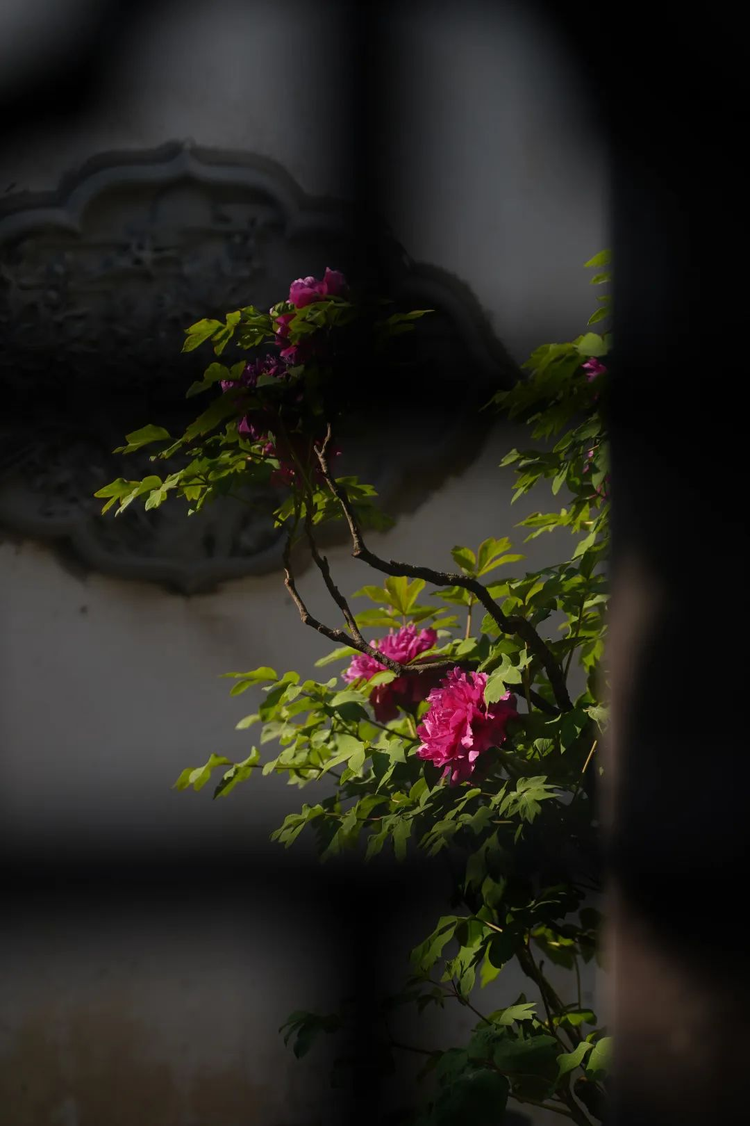 官宣她来吴江了