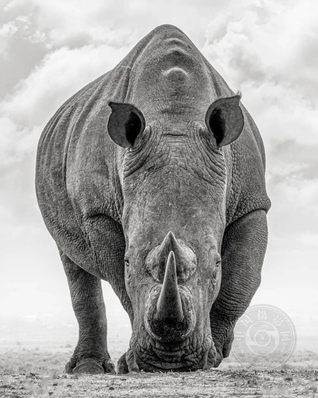 业余组 | 2023年国际黑白摄影大奖赛(野生生物类)获奖作品公布(下)