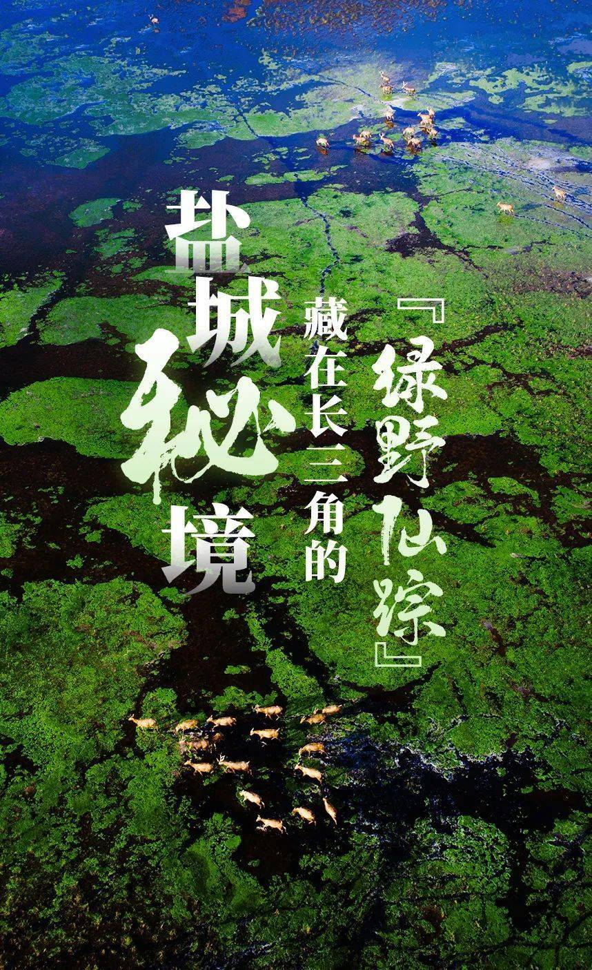 盐城秘境藏在长三角的绿野仙踪