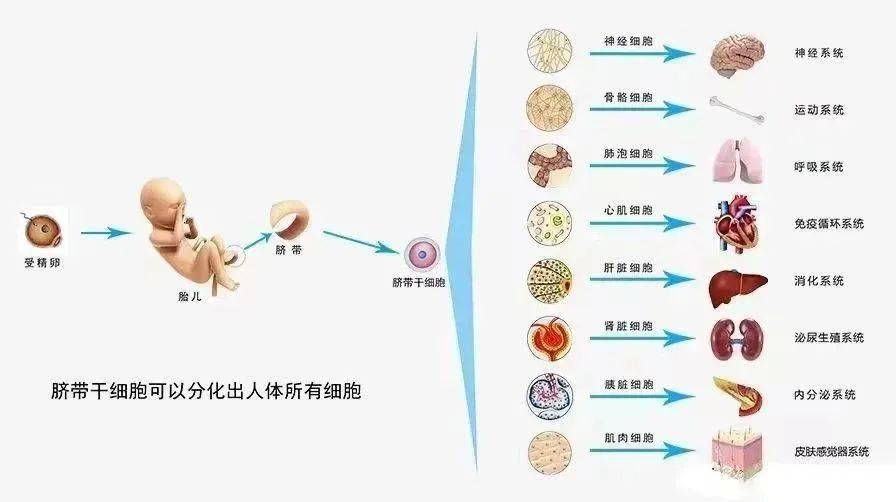 人体四大免疫细胞图片