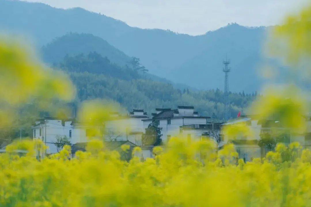 的明珠镶嵌在绩溪最大的河流登源河上春天的仁里有着别样的美桃花坝上