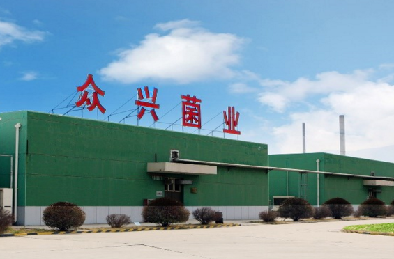 鑫闻界天水麻辣烫再涨停炒作之外众兴菌业还有何蘑力