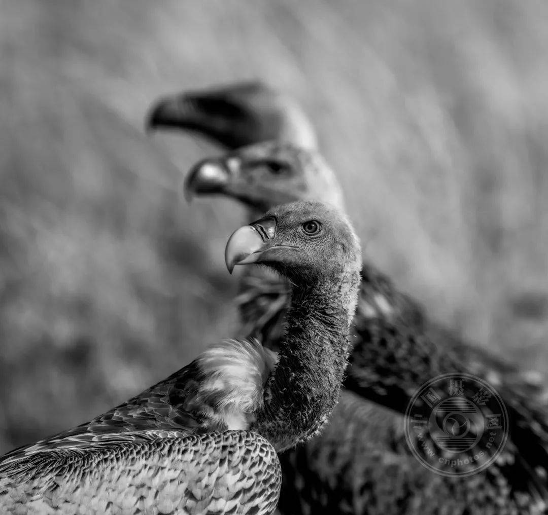 原创业余组2023年国际黑白摄影大奖赛野生生物类获奖作品公布下