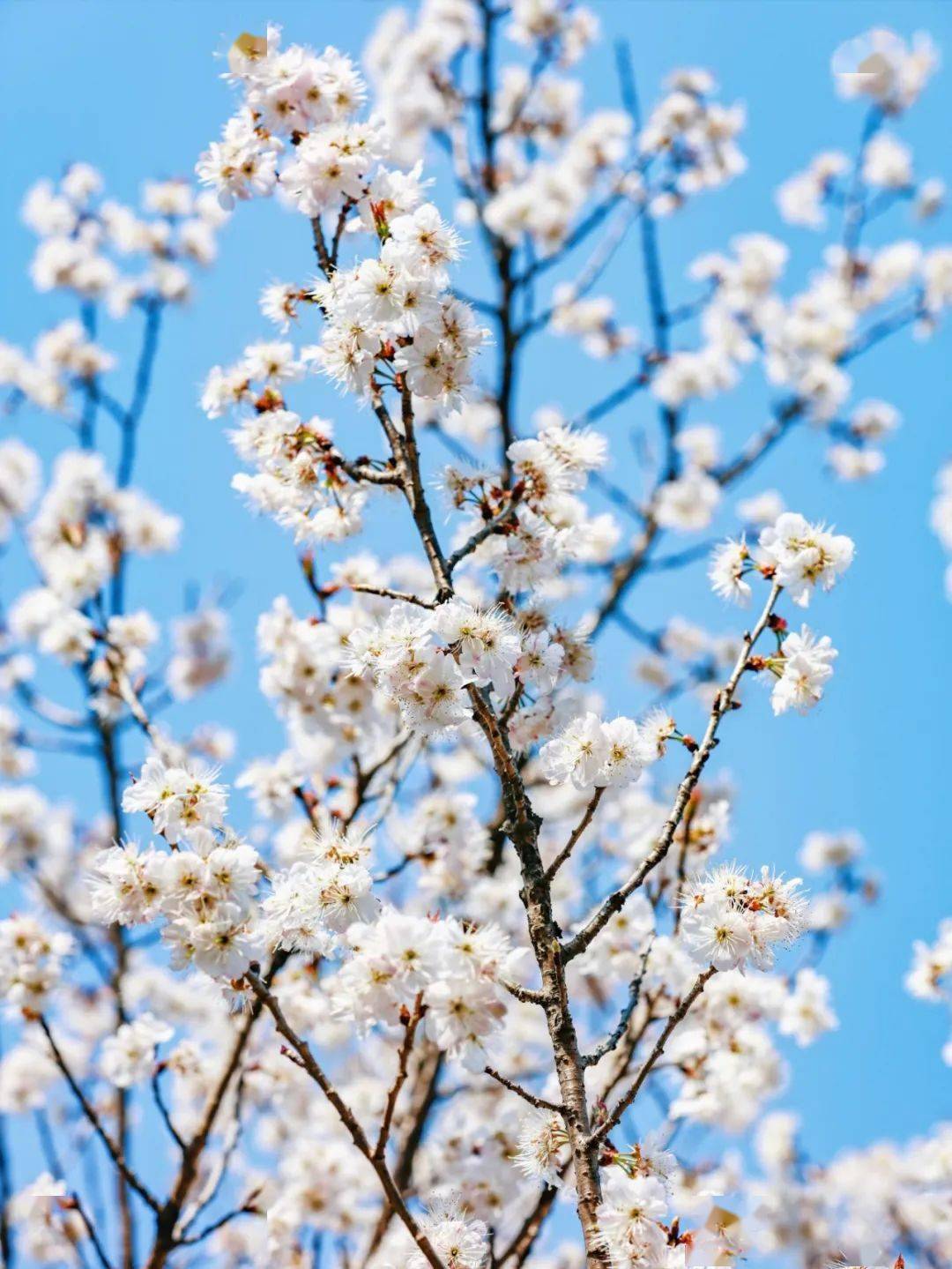 樱花什么时候开花季节图片