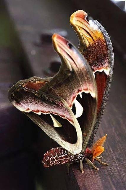 只发一次罕见的奇兽大全见过三种算你牛