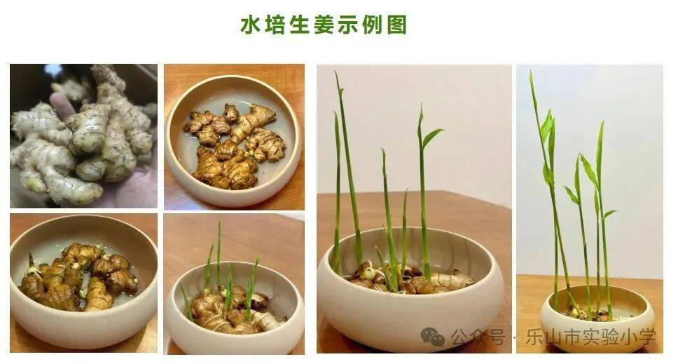 种子发芽的过程以及生活中常见的水培植物有哪些.