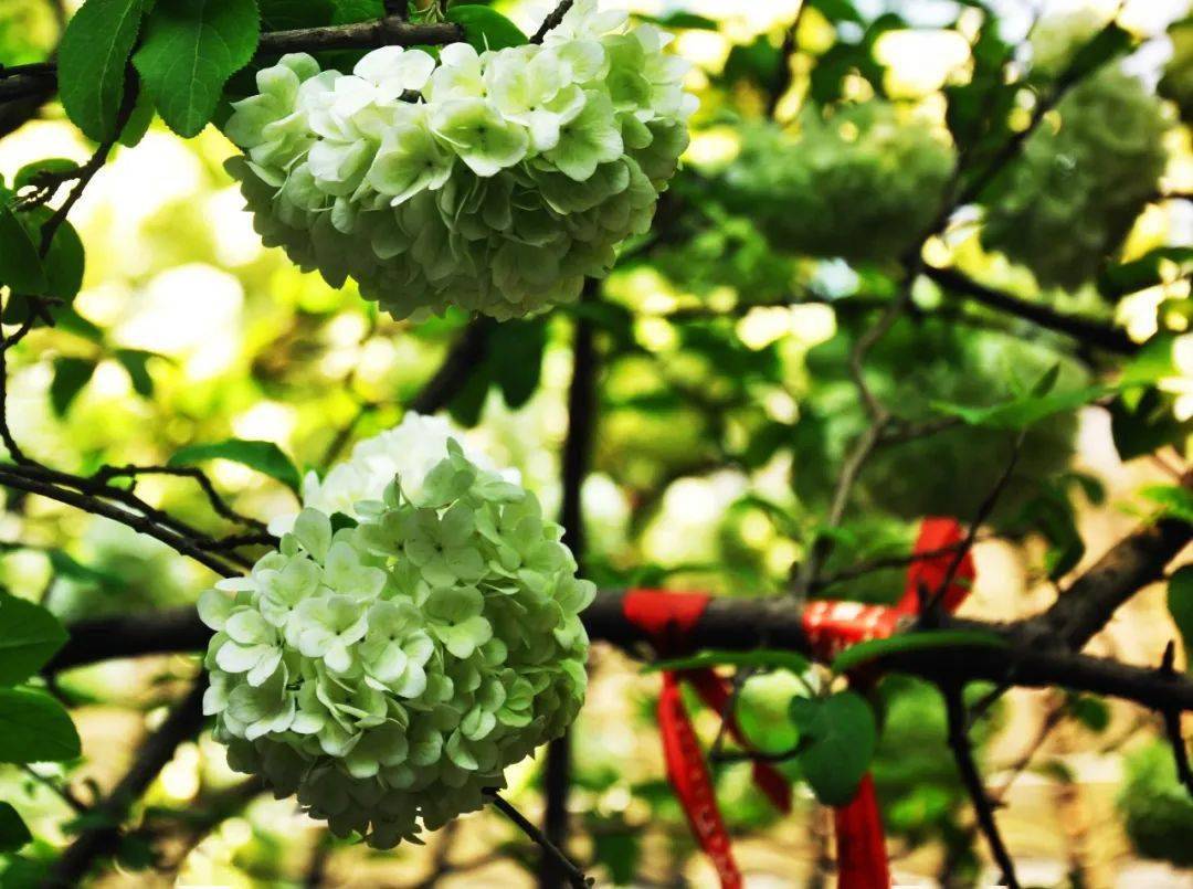 建议收藏襄阳春季赏花攻略来了