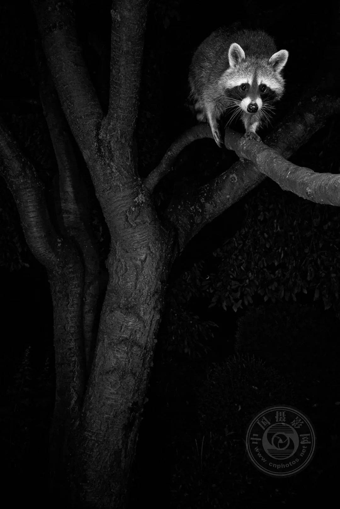 业余组2023年国际黑白摄影大奖赛野生生物类获奖作品公布下