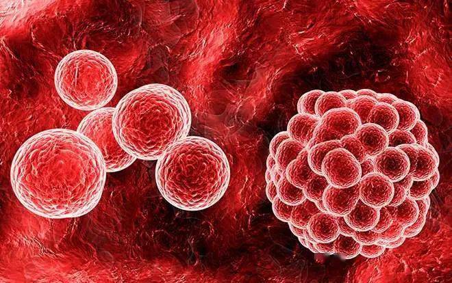 一次献血200或400毫升,所捐献的白细胞只占人体白细胞总数的1%至2%