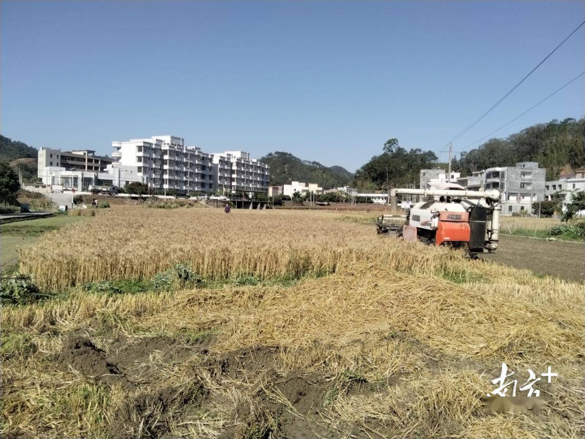 在信宜白石,大成,平塘,东镇等镇街推广应用"稻稻 麦"轮作,通过发放