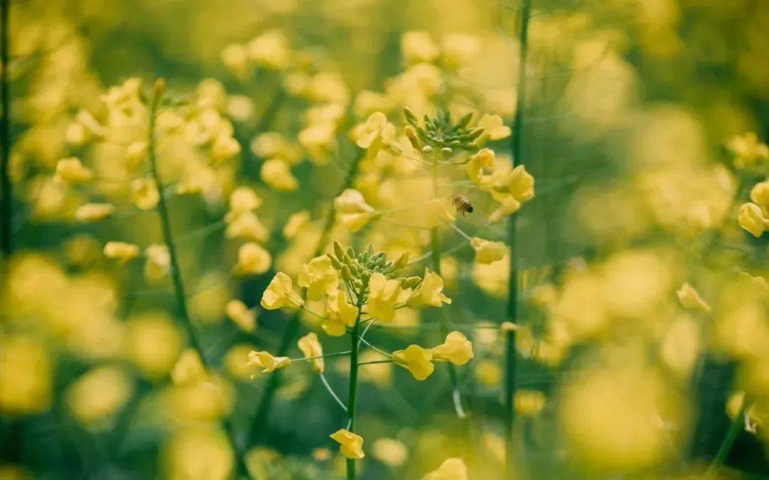 台州油菜花图片