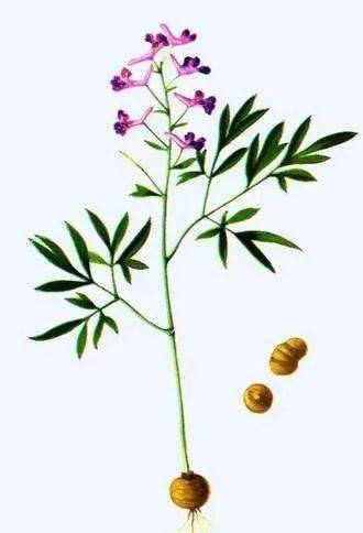 晚潮开在心上的刻叶紫堇