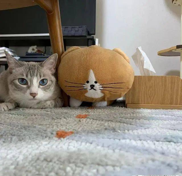 mizuna_表情_照片