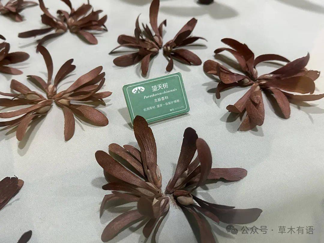 龙脑香和羯布罗香_香科_种子_植物园