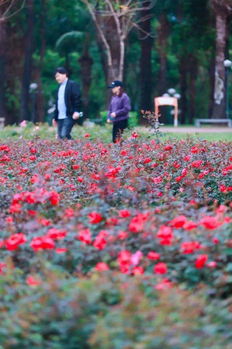 漫步在宁静的小径上尽情呼吸着清新的空气静坐于公园长椅任思绪飘远是