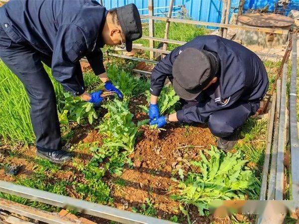 守护一方净土嵩明县深入开展禁种铲毒工作