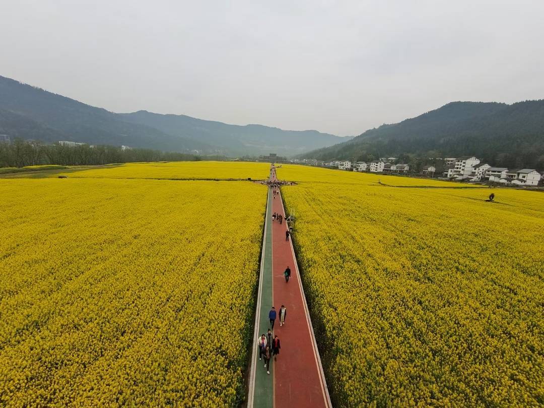 四川通江:油菜花开春意浓 万亩花海迎客来_通江县_旅游资源_游客