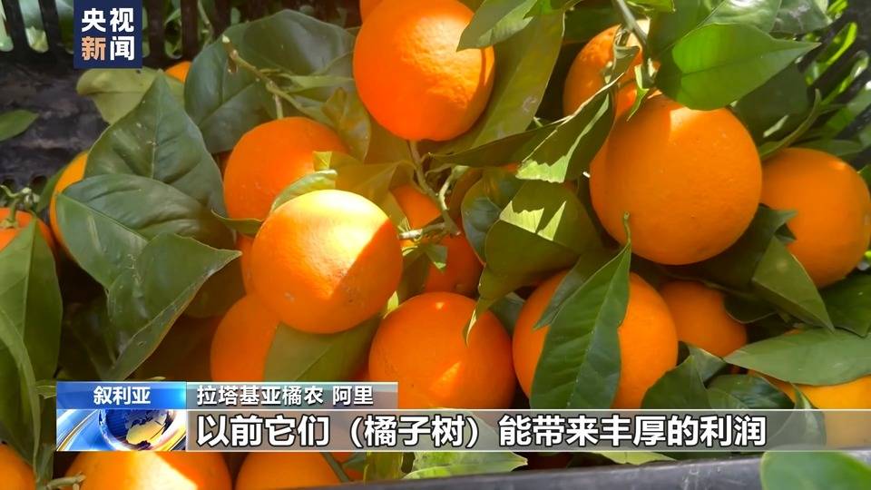 叙利亚危机13周年丨农业受重创 橘园萧条农田荒废_橘子_国家_阿里