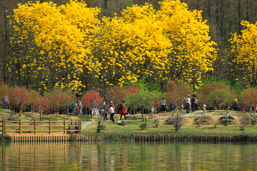 肇庆粉色樱花海已盛放!这里能快速入园赏花