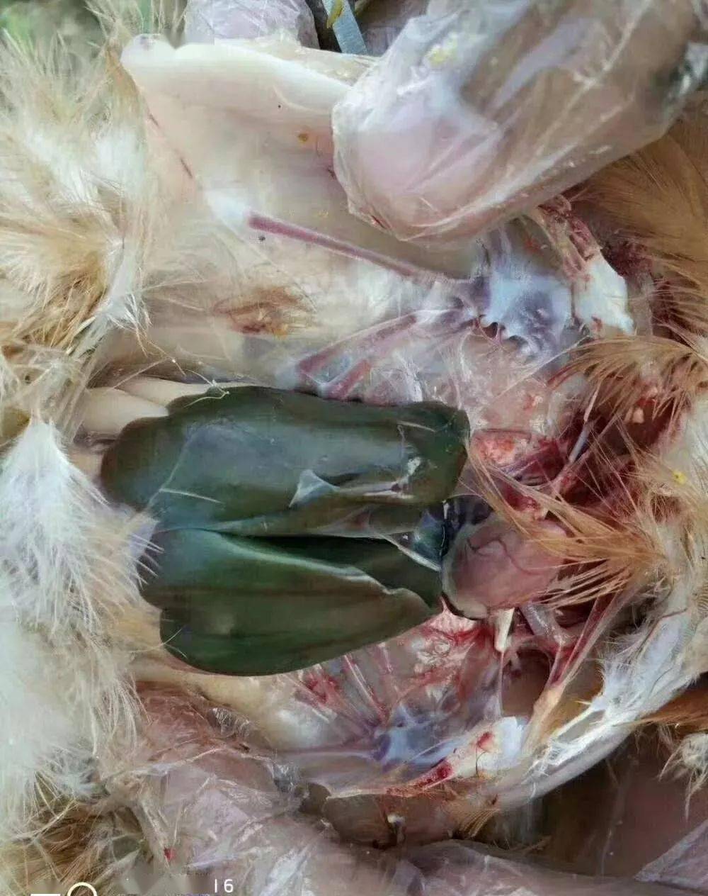 各种常见鸡病的肝脏表现及其他鉴别要点(建议收藏)