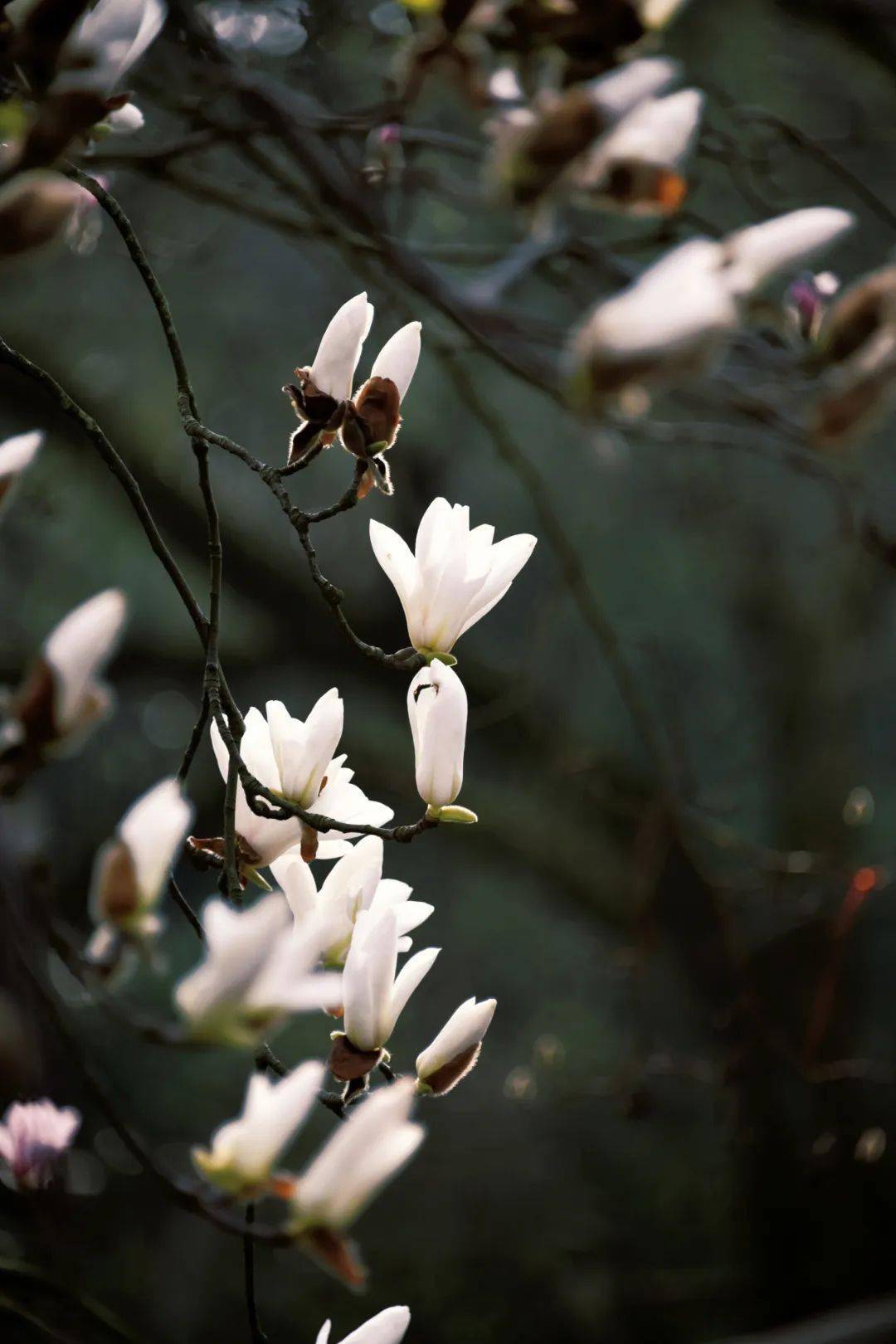 "市花"白玉兰绽放,快来这些点位观赏吧>2024-03-1