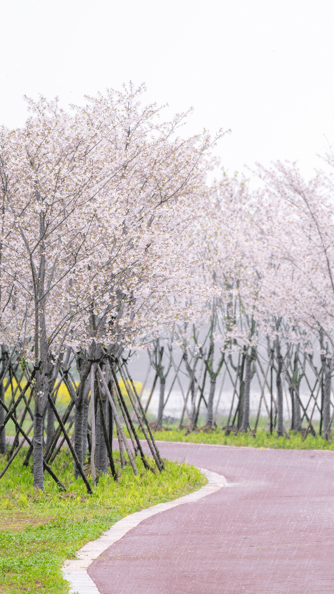 草坪上,小径上飘满晶莹的粉嫩,细雨下,花瓣随风飘扬,或给樱花赋予秒速