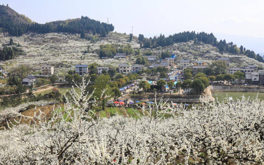 周末就去印盒李花观赏季盛大开幕