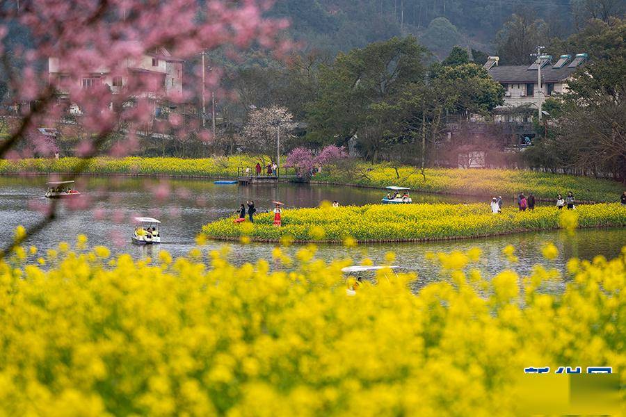 重庆巴南花海踏春景如画