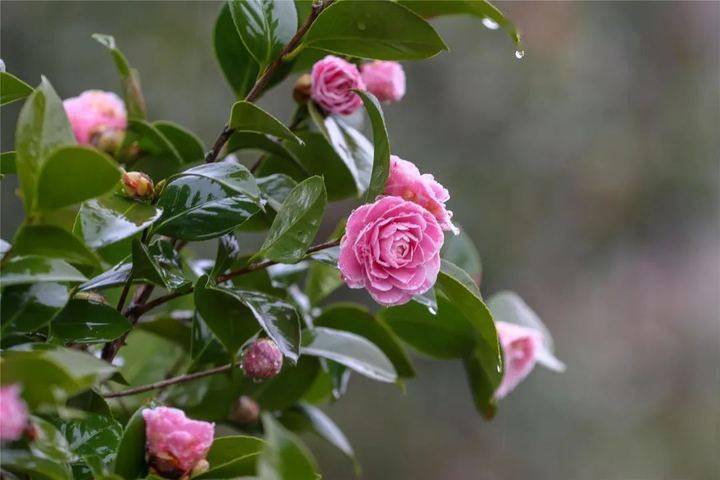 在婺城有一种春意叫茶花映日