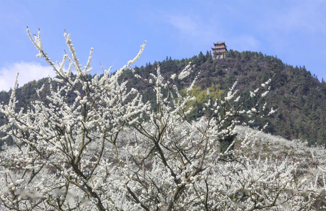 周末就去印盒李花观赏季盛大开幕