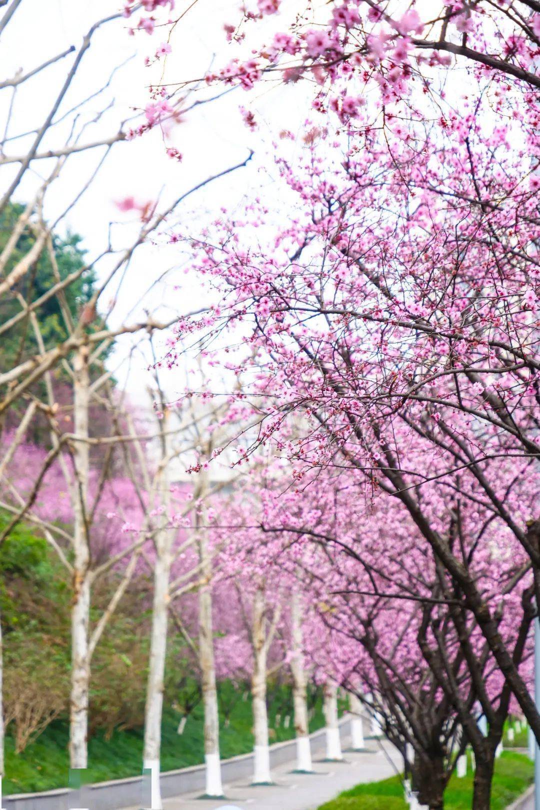 重庆市北碚植物园图片