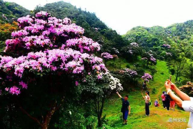 靓爆镜高州这片花海即将大绽放你知道在哪吗