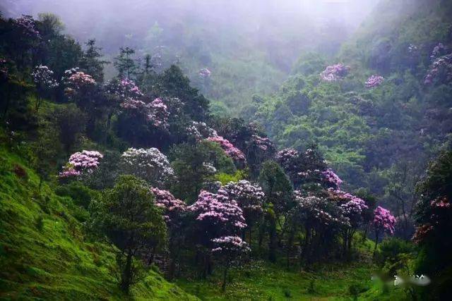 靓爆镜高州这片花海即将大绽放你知道在哪吗